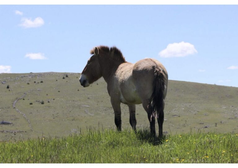 Le cheval, toute une histoire !